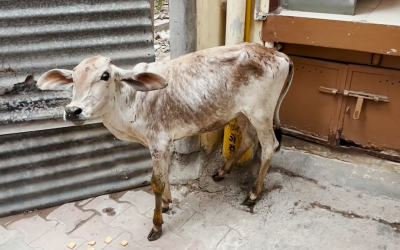 Gaumata Saved From Losing Leg