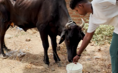 Rescued and Treated a Gaumata Suffering from Osteomalacia