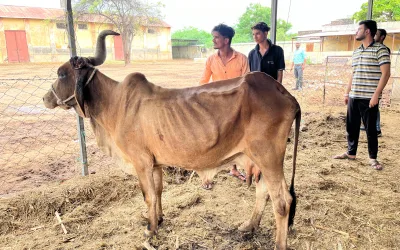 Rescued Gaumata Suffering From Cancer In Her Horn