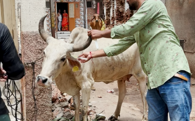 Gaumata With Severe Leg Injury, Rescued